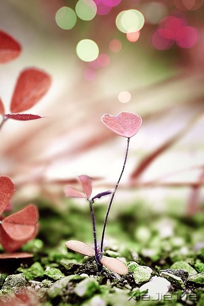 不要停止追赶某些东西,比如梦想 (14)