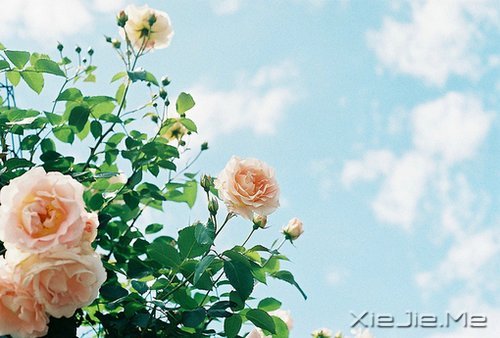 因为知足,所以更接近幸福 (5)