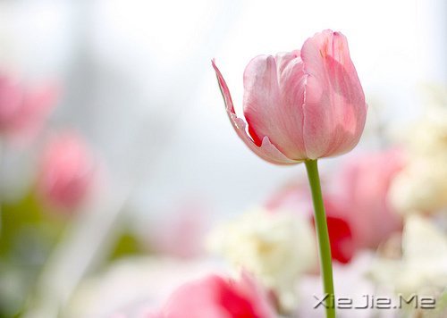 找一个属于自己的地方,在眼泪中懂得遗忘的伤 (1)