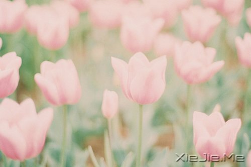 晚安心语:在途中,认清自己 (10)