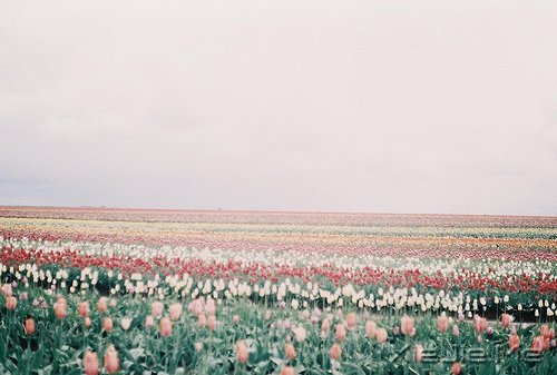 早安心语:生活的美好缘于拥有一颗平常心 (2)