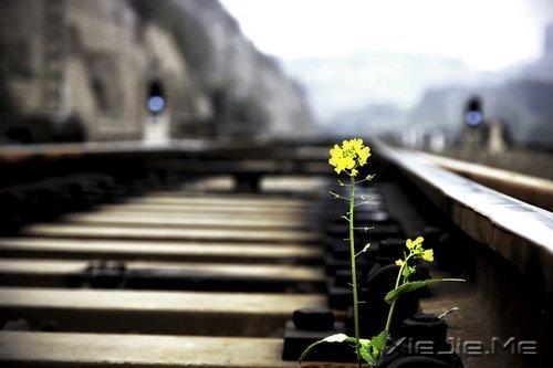 早安心语:只要你想,随时都可以开始 (11)