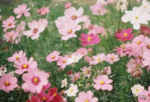 晚安心语:心复杂,世界就是迷宫 (7)