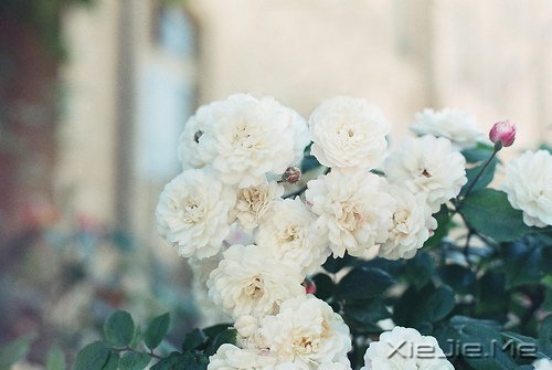 晚安心语:人不怕走在黑夜里,就怕心中没有光 (4)