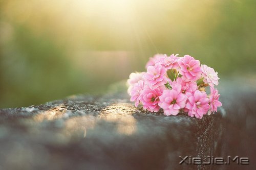 早安心语:我们总是在别人的故事里,流着自己的眼泪 (5)