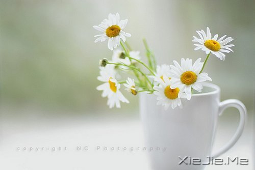 早安心语:得意时要看淡,失意时要看开 (8)