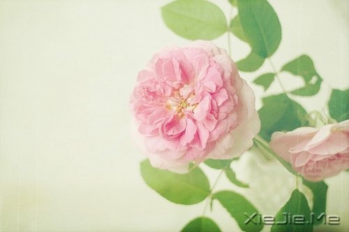 晚安心语:你若不伤,岁月无恙 (6)