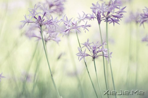 晚安心语:你若不伤,岁月无恙 (8)