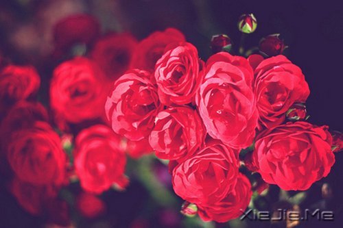 晚安心语:别让人生,输给了心情 (8)