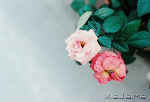 晚安心语:别让人生,输给了心情 (9)