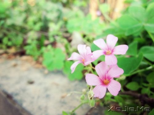 ��������������������������ȥ (4)