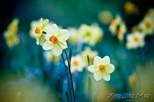 ���������������ˮ�����ĵף��۾�ֻ��һ��СС�ĳ��� (10)