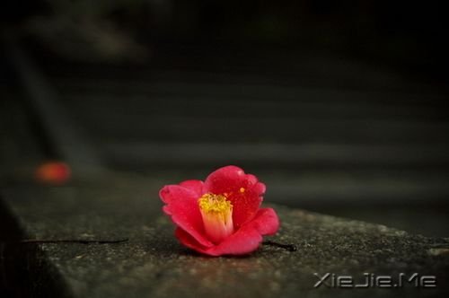 晚安心语:不争,也有属于你的世界 (2)