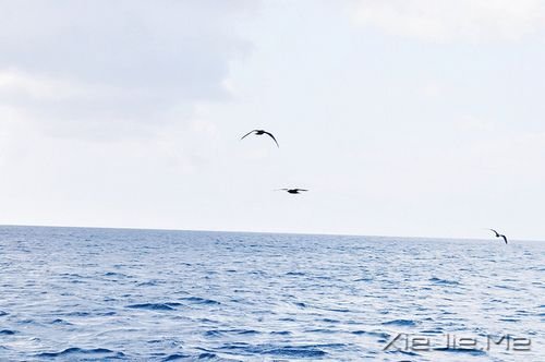 早安心语:逆风的方向,更适合飞翔 (6)