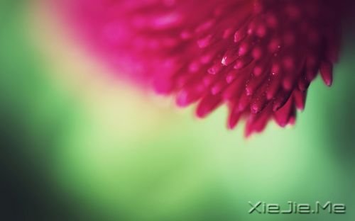 早安心语:你的生命不长,不能用它来悲伤 (10)