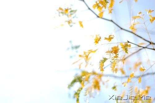 早安心语:生命中有风有雨,也有阳光 (9)