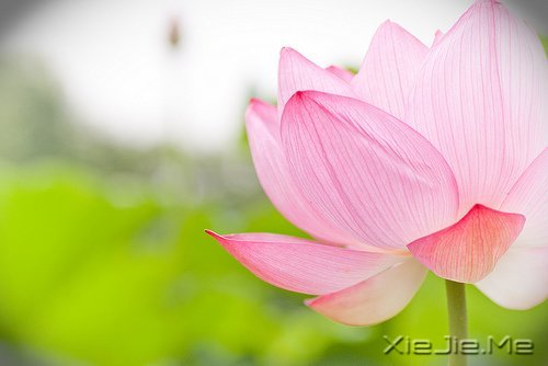 经典语录:与其埋怨世界,不如改变自己 (12)