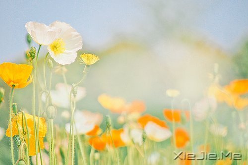 ��������һλ���˵ľž仰 (8)