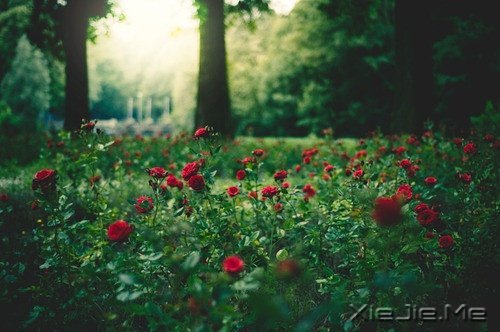 文字:成长的味道 (4)