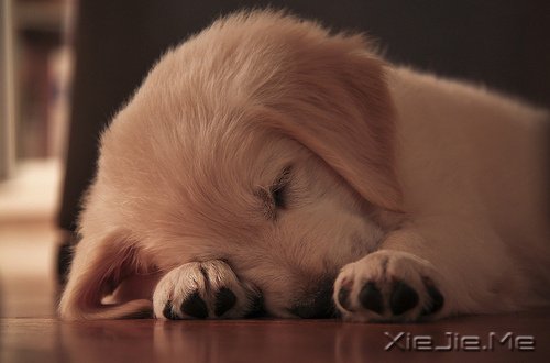 美国养狗证上面的9句话