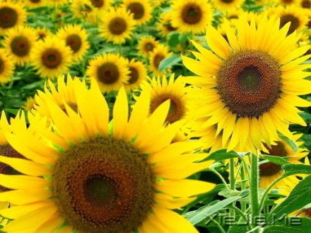 经典语录:你的世界,就是整个世界 (5)