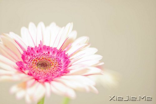 û�л�Ӧ�����Ǻڰ����л�Ӧ�������˹�