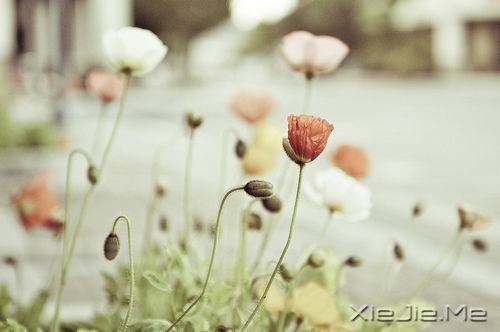 ������һ�ֵ�������� (8)